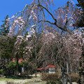 写真: 白兎のしだれ桜