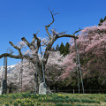 写真: 白鷹の釜ノ越桜