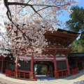 写真: 桜咲く随身門
