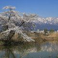 写真: 最上川に桜咲く