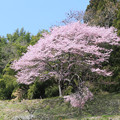 写真: 桜さがして