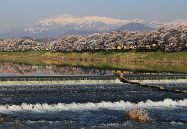 写真: 堰のある桜風景