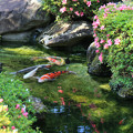 写真: 池の錦鯉