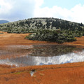 写真: 八甲田山の湿原