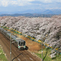 写真: 北へ向う花見列車