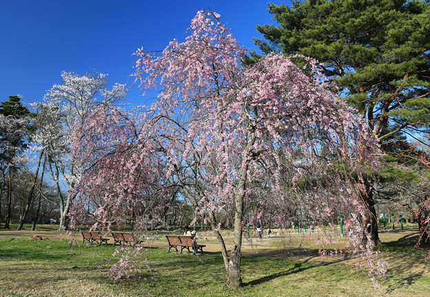 写真: 桜美を味わう