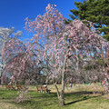 Photos: 桜美を味わう