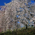 Photos: 咲き誇る桜