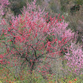 写真: 花桃の咲く花見山