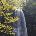 写真: 若葉の美々しき滝
