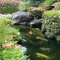 写真: 初夏の庭池