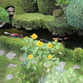 写真: ひまわり咲く庭の池