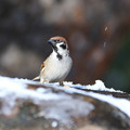 写真: 小雪舞う庭の雀