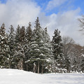 季節を写す・雪の森
