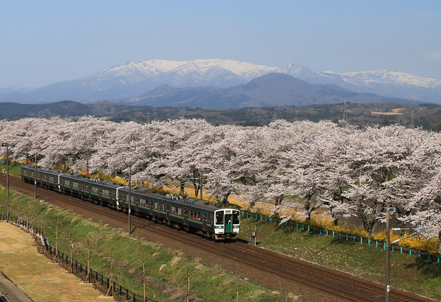 写真: みちのく桜絶景の旅