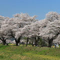 写真: 春物語・桜の道