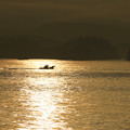 写真: 輝く松島の海