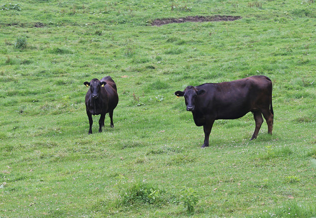 写真: 放牧されている牛