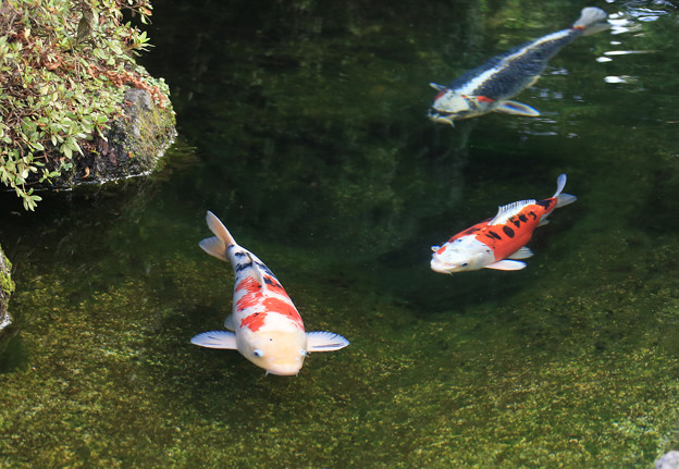写真: 初秋を泳ぐ錦鯉