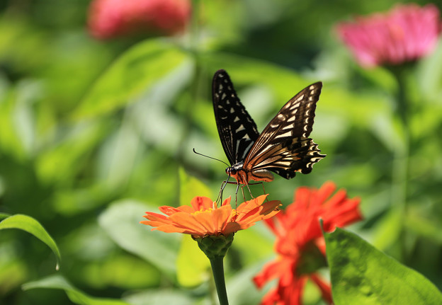 写真: 蝶の花園