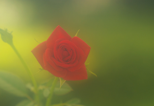 写真: 薔薇に感謝を込めて