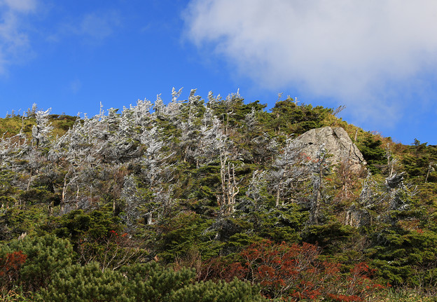 写真: 凍りついた樹木