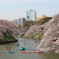 写真: 千鳥ヶ淵の桜絶景