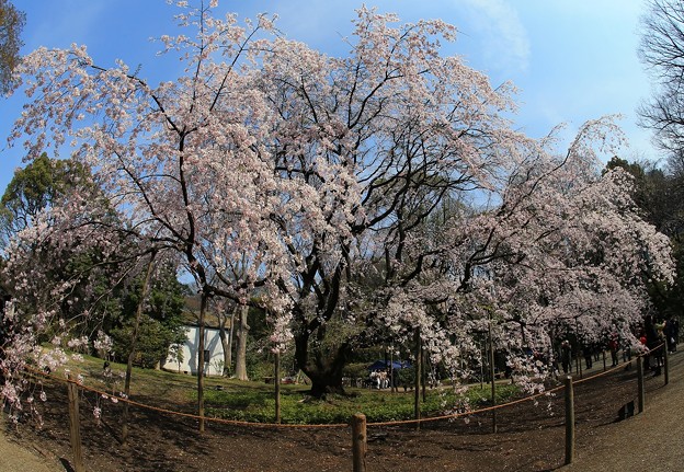 写真: 六義園しだれ桜