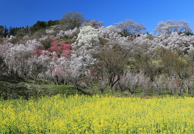 写真: 咲き誇る花見山