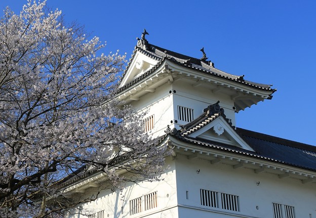 写真: 桜咲く仙台城