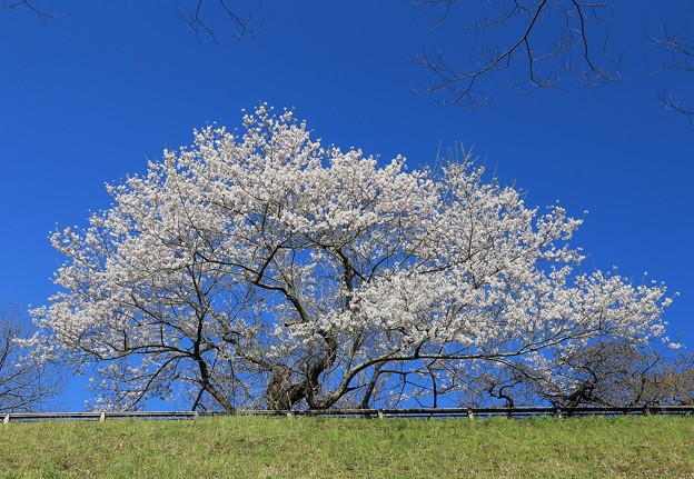 写真: 青空に咲く一本桜