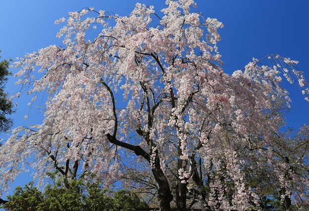 写真: 咲き誇る紅しだれ桜
