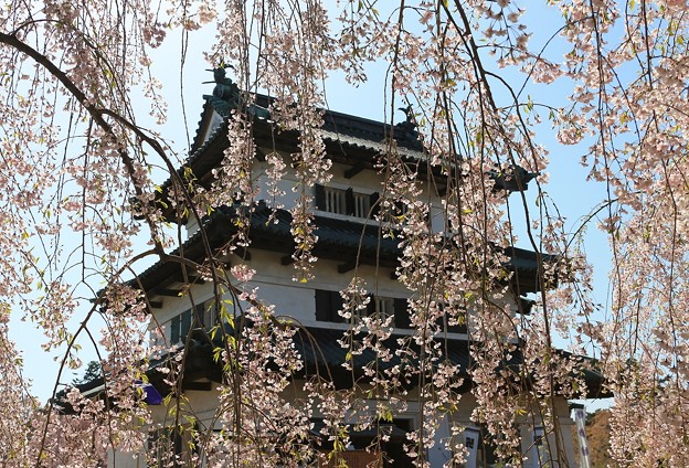 写真: 桜美の天守閣