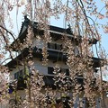 写真: 桜美の天守閣