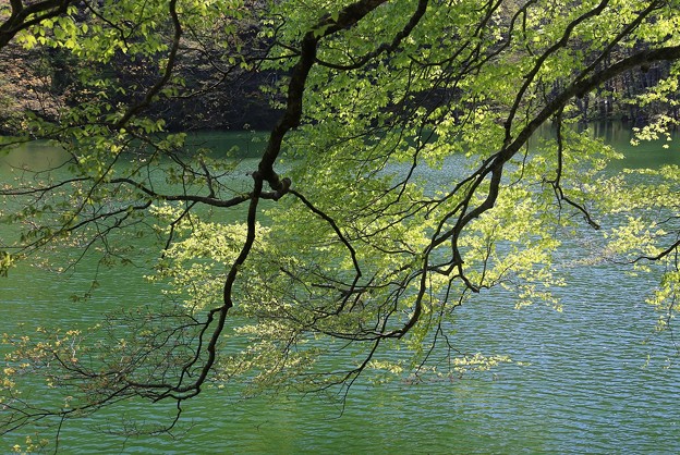 写真: 新緑の十二湖