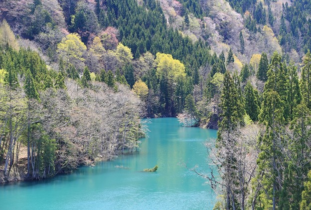 写真: 深い森の美山湖
