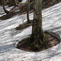 写真: 雪解けの森