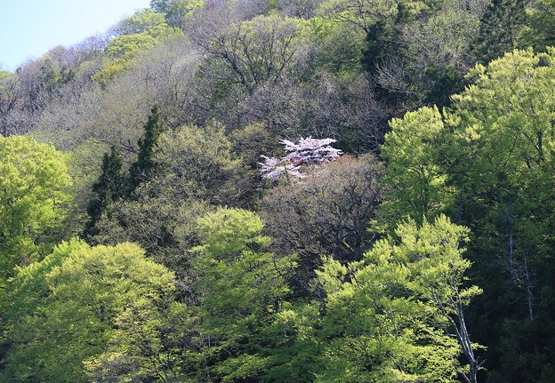 写真: 原生林に咲く山桜