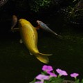 写真: 黄金の鯉