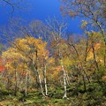 写真: 秋深まる山林の彩り