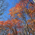 写真: 深まる秋の雑木林