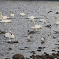 写真: 白鳥集う広瀬川