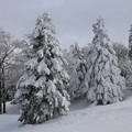 写真: 雪の林
