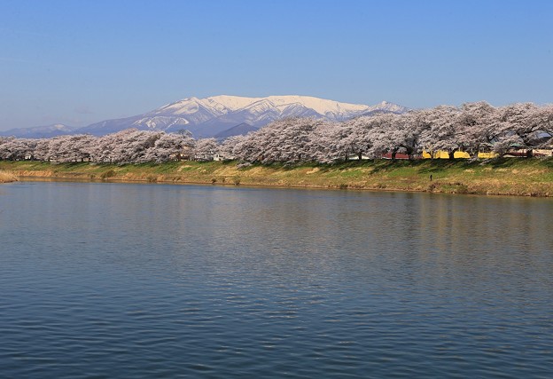 写真: 白石川の千本桜