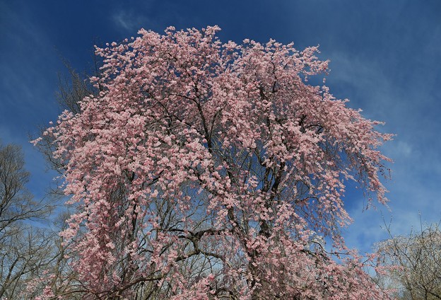 写真: 美　桜