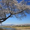 写真: うっとりする桜風景