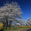 写真: 桜並木の回廊