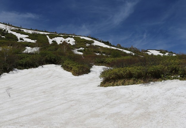 写真: 八幡平の雪渓