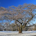 写真: 雪花咲く桜の木