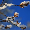 写真: 雪　桜